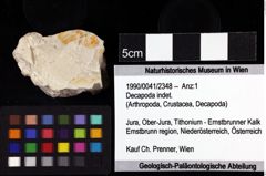 Foto (Objket + Etiketten) von Decapoda indet. 